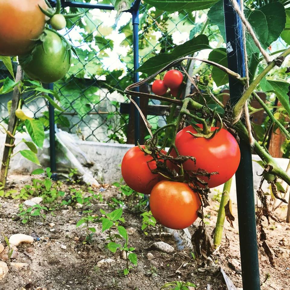 domáce paradajky